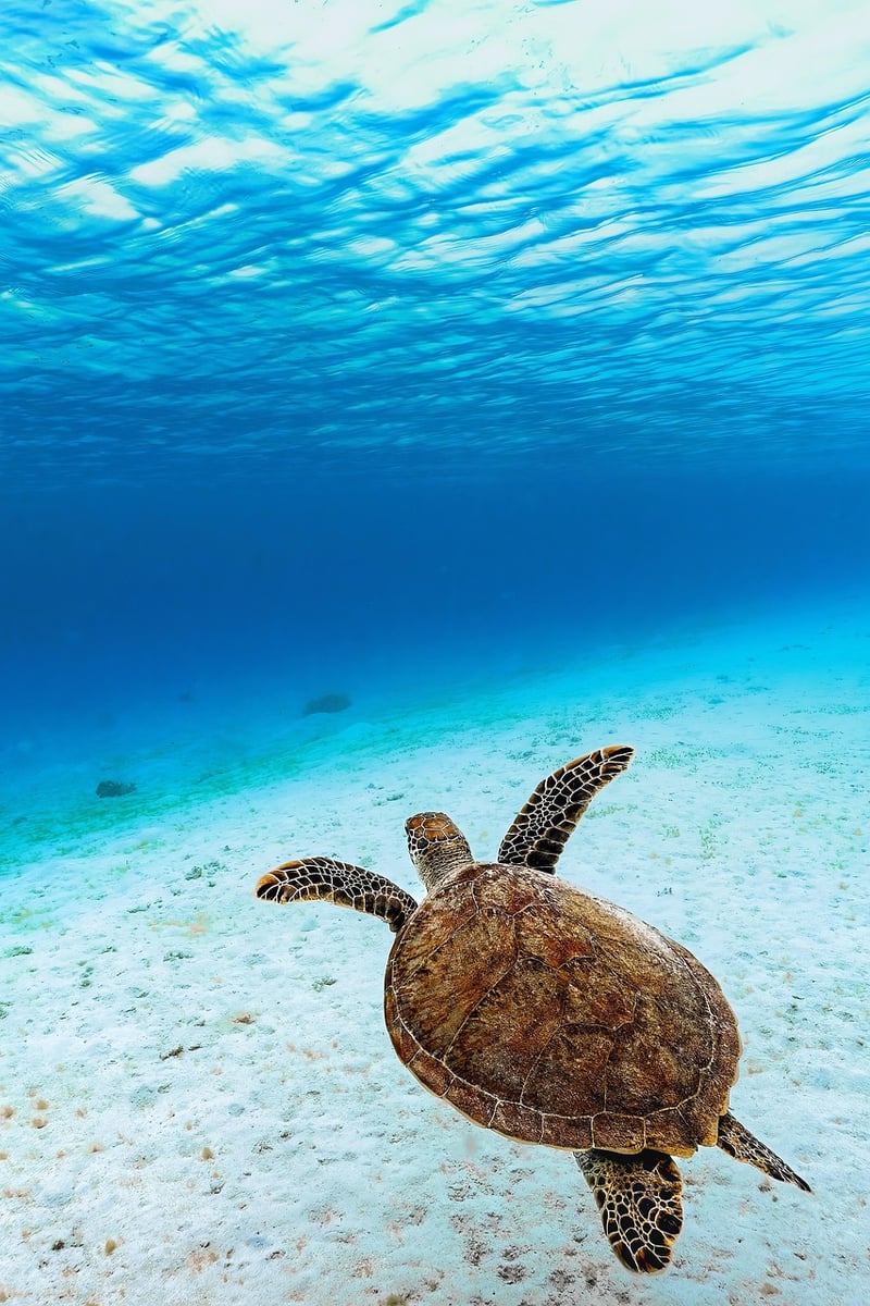 Under the Sea